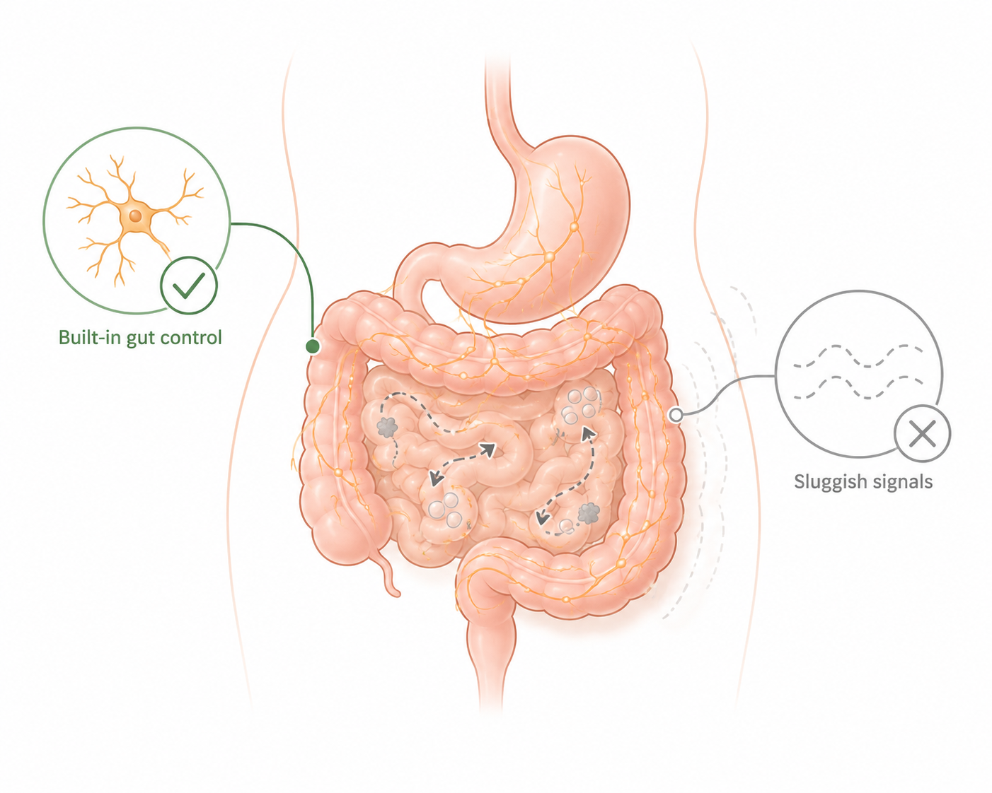 The gut has its own control system